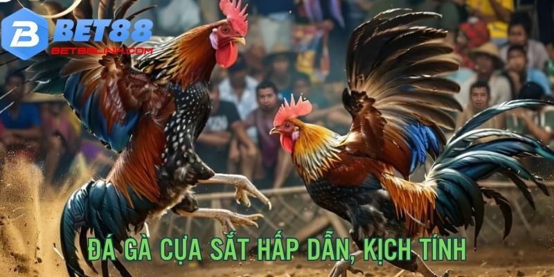 Hấp dẫn với trận cựa sắt đỉnh cao, kịch tính