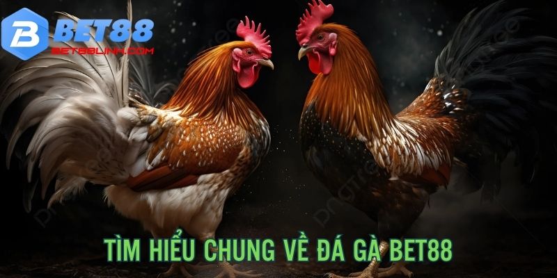 Tìm hiểu nhanh về chuyên mục đá gà bet88